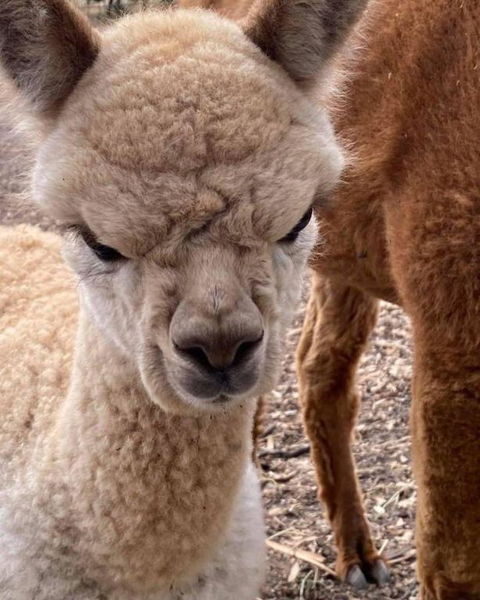 Gundaroo Retreat - Kingaroy Accommodation 0