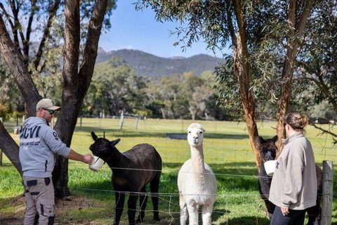Halls Haven Tiny House 1 By Tiny Away - Kingaroy Accommodation 2