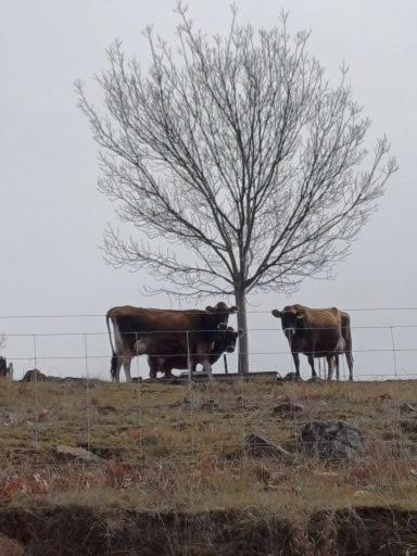 HighRoost Bed & Breakfast Accomodation - Rural Escape - Kingaroy Accommodation 2