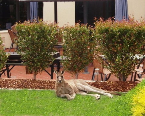 Alpha Hotel Canberra - Kingaroy Accommodation 1
