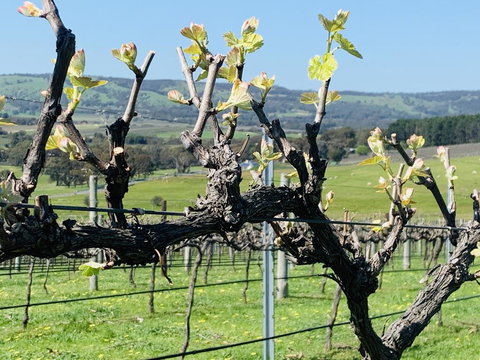 Amongst The Vines Deluxe Retreat - Kingaroy Accommodation 1