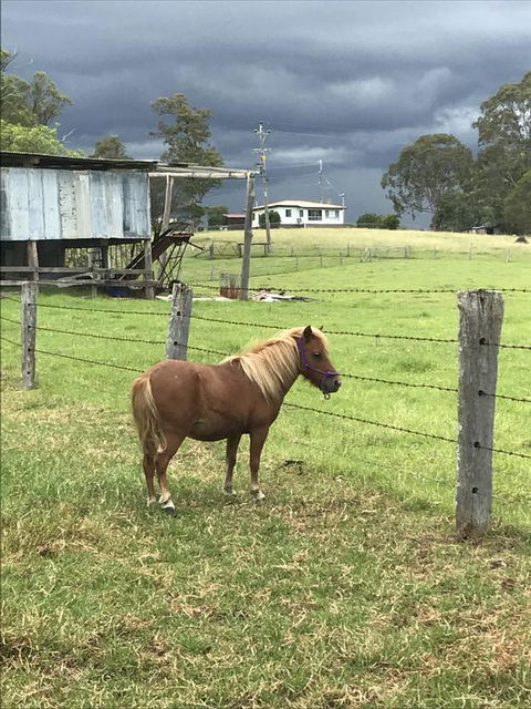 AMs Farm Stay - Kingaroy Accommodation 0