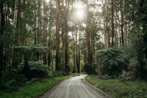 Luxury Treetop Escape With A Garden Glasshouse - Kingaroy Accommodation 2
