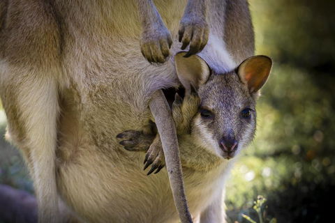 Bamurru Plains - Kingaroy Accommodation 3