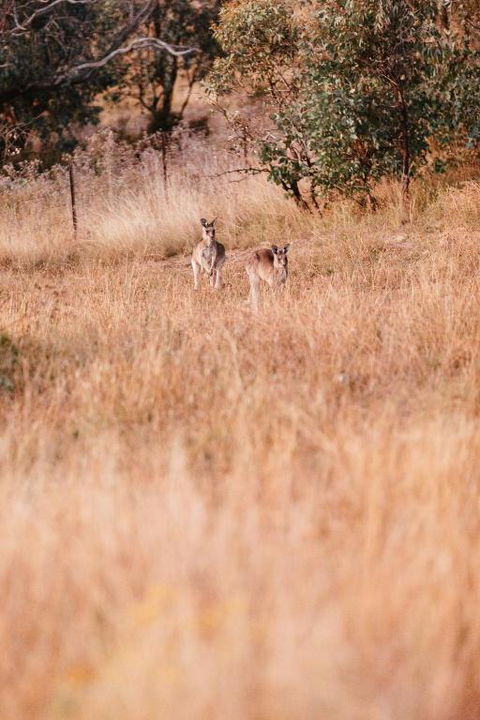 Rose Quartz - 1 Bed With Mountain Views - Kundalini Lodge - Kingaroy Accommodation 2