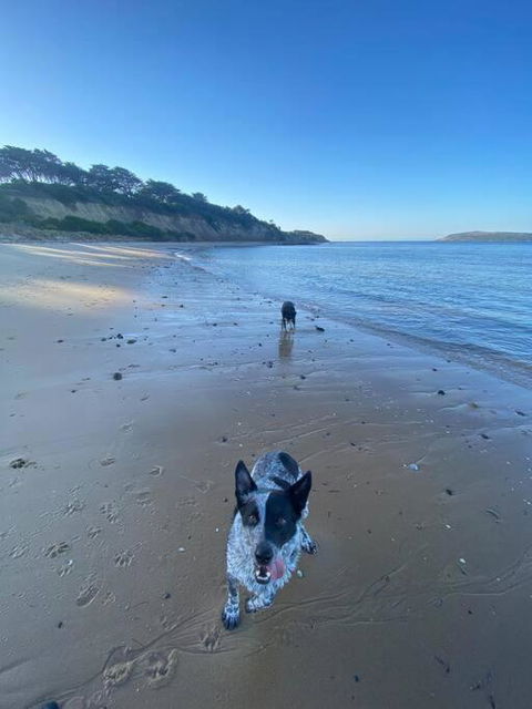 Salty Paws Dog Friendly Luxe Cottage - Kingaroy Accommodation 3