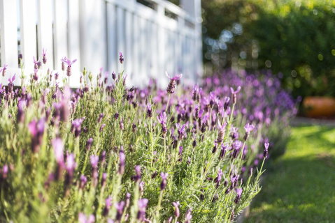 BIRCHES B&B - Kingaroy Accommodation 3