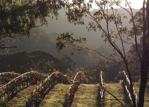 Blue House At Mountainside Wines - Kingaroy Accommodation 2