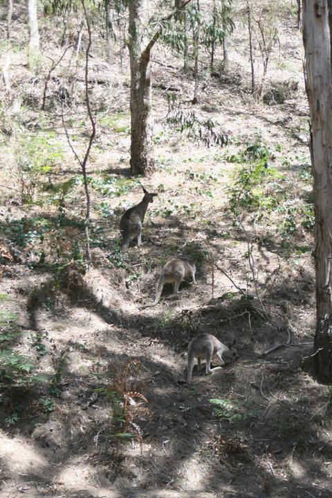 Blue Mountains Backpacker Hostel - Kingaroy Accommodation 3