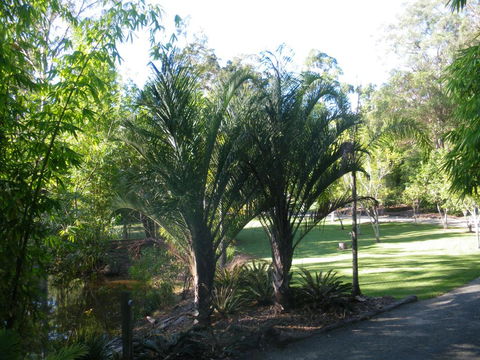 BoBRENE On Tamborine Nude Retreat - Quaint Cottage - Kingaroy Accommodation 2