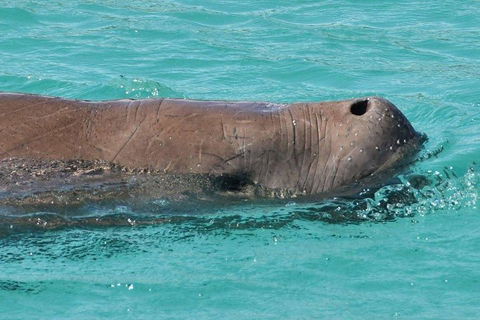 Cruise In Moreton Bay Marine Park And Moreton Island - Kingaroy Accommodation 3