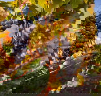 Full Day Tamar Valley Wine Tour - Kingaroy Accommodation