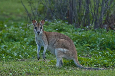 Cairns 4WD Waterfall And Rainforest Tour Including Kuranda Scenic Railway - Kingaroy Accommodation 2