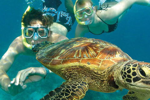 8-Day Cairns Tour: Great Barrier Reef, Kuranda, Daintree Rainforest - Kingaroy Accommodation 1