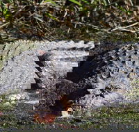 Full Day Tour in the Daintree - Kingaroy Accommodation