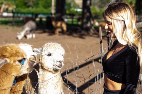 O'Reilly's & Lamington National Park Incl. Alpaca Farm + Vineyard - Kingaroy Accommodation 3