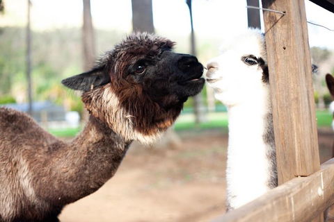 O'Reilly's & Lamington National Park Incl. Alpaca Farm + Vineyard - Kingaroy Accommodation 4