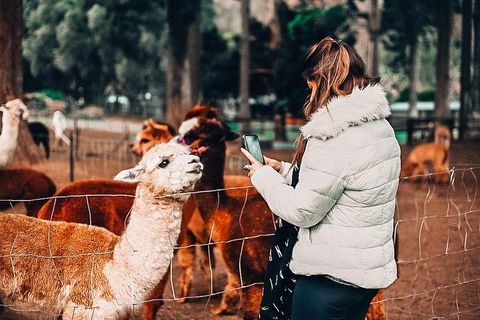 O'Reilly's & Lamington National Park Incl. Alpaca Farm + Vineyard - Kingaroy Accommodation 5