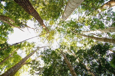 Fraser Island 4WD Tour From Noosa - Kingaroy Accommodation 0