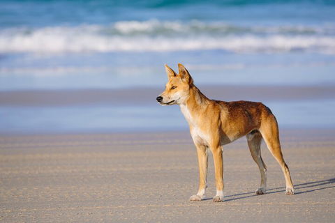 Fraser Island 4WD Tour From Noosa - Kingaroy Accommodation 5