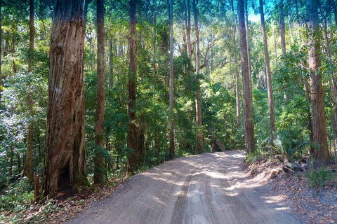 Fraser Island 4WD Tour From Rainbow Beach - Kingaroy Accommodation 4