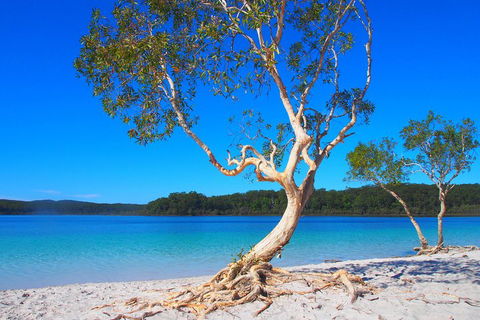 Fraser Island 4WD Tour From Rainbow Beach - Kingaroy Accommodation 5