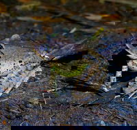 Glow Worms Private Tour - Nocturnal Rainforest Walk - Kingaroy Accommodation