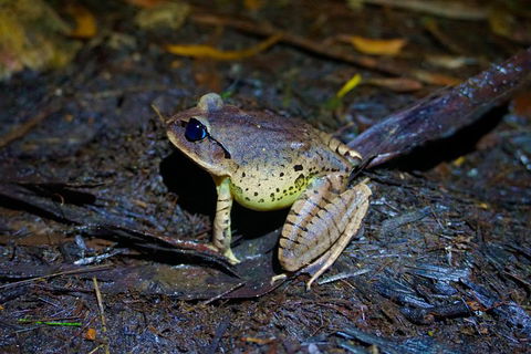Glow Worms Private Tour - Nocturnal Rainforest Walk - Kingaroy Accommodation 0