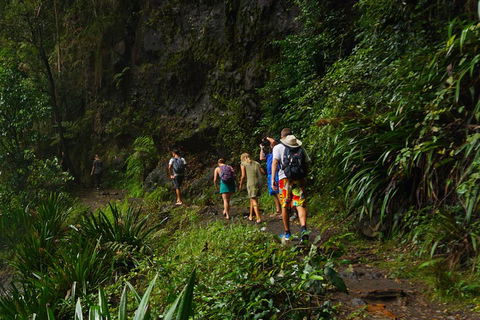 Glow Worms Private Tour - Nocturnal Rainforest Walk - Kingaroy Accommodation 1