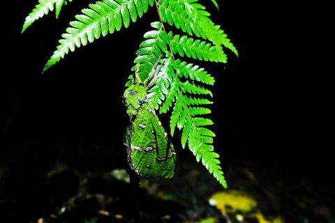 Glow Worms Private Tour - Nocturnal Rainforest Walk - Kingaroy Accommodation 2