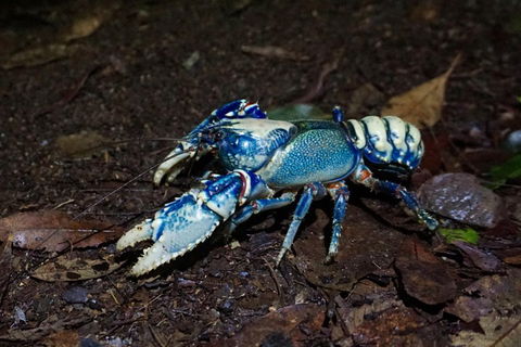 Glow Worms Private Tour - Nocturnal Rainforest Walk - Kingaroy Accommodation 4