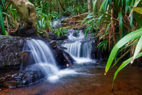 Glow Worms Private Tour - Nocturnal Rainforest Walk - Kingaroy Accommodation 5