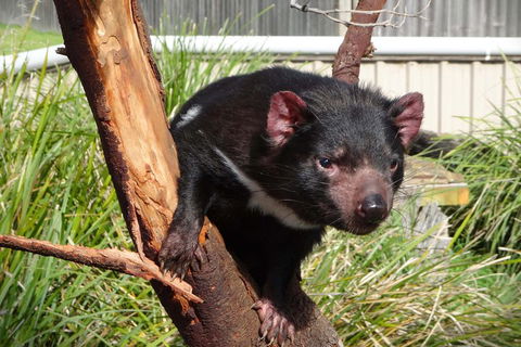 Tasmania 6 Day 'Tour In Circle' - Kingaroy Accommodation 1