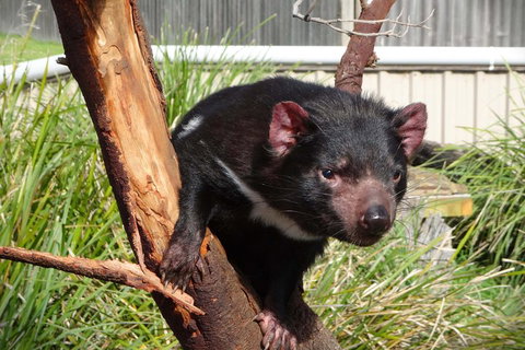 Tasmania 4 Day East Coast + Launceston - Kingaroy Accommodation 2