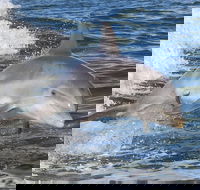 Noosa Oceanrider Scenic Dolphin Safari - Kingaroy Accommodation