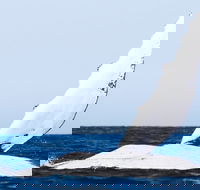 2-Hour Guided Whale Watching Tour at Noosa - Kingaroy Accommodation