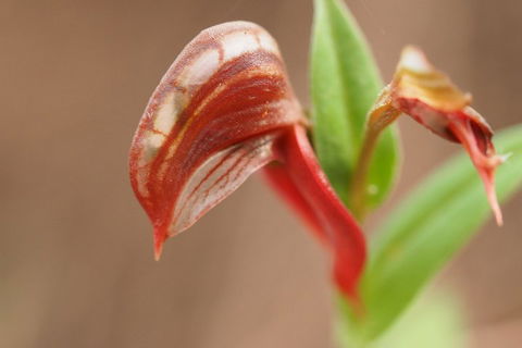 Wave Rock, Wild Flowers And Astro Photography - Kingaroy Accommodation 2