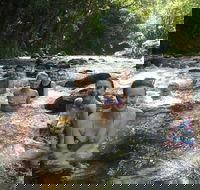 Daintree Rainforest Cape Tribulation Mossman Gorge Small-Group Day Tour - Kingaroy Accommodation