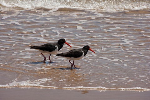 1770 Coastline Tour By LARC Amphibious Vehicle Including Picnic Lunch - Kingaroy Accommodation 2