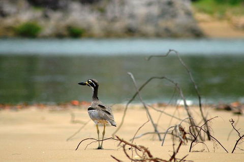 1770 Coastline Tour By LARC Amphibious Vehicle Including Picnic Lunch - Kingaroy Accommodation 3