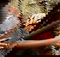 Ngana Julaymba Dungay - Full Day - Kingaroy Accommodation