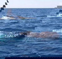 Noosa Whale Watching - Kingaroy Accommodation