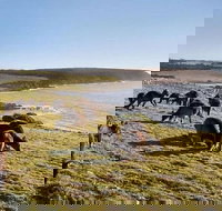 Kangaroo Island Personal Group Tours - Kingaroy Accommodation