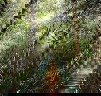 O'Reilly's  Lamington National Park from Gold Coast - Kingaroy Accommodation