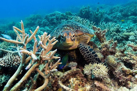 Great Barrier Reef Day Cruise From Cairns Including Snorkeling And Marine Biologist Presentation - Kingaroy Accommodation 4