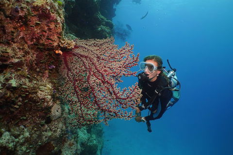 Silversonic Outer Great Barrier Reef Dive And Snorkel Cruise From Port Douglas - Kingaroy Accommodation 0