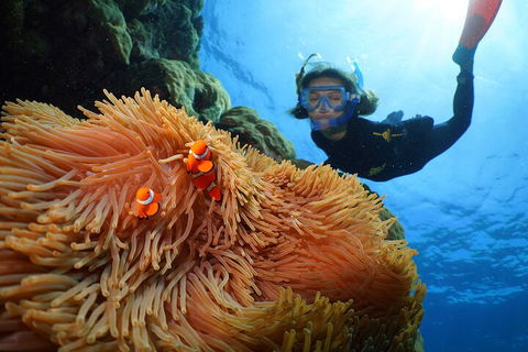 Silversonic Outer Great Barrier Reef Dive And Snorkel Cruise From Port Douglas - Kingaroy Accommodation 3