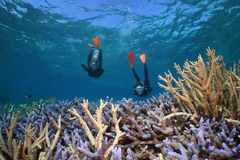 Silversonic Outer Great Barrier Reef Dive And Snorkel Cruise From Port Douglas - Kingaroy Accommodation 4
