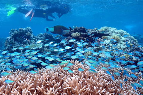 Silversonic Outer Great Barrier Reef Dive And Snorkel Cruise From Port Douglas - Kingaroy Accommodation 5