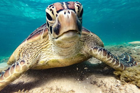 Sail, Snorkel, SUP & Kayak Charter Whitsundays - Kingaroy Accommodation 0